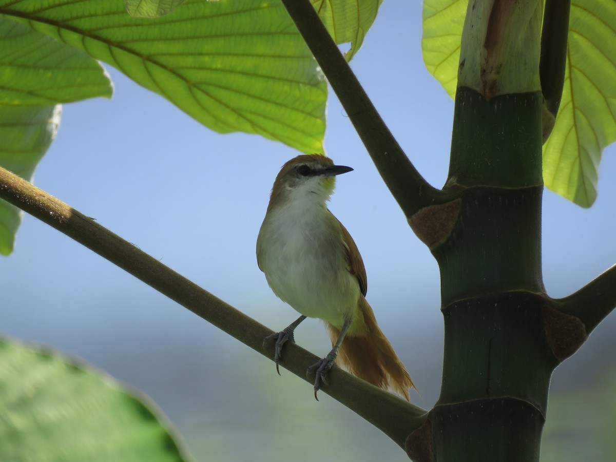 Yellow-chinned Spinetail - ML460282391