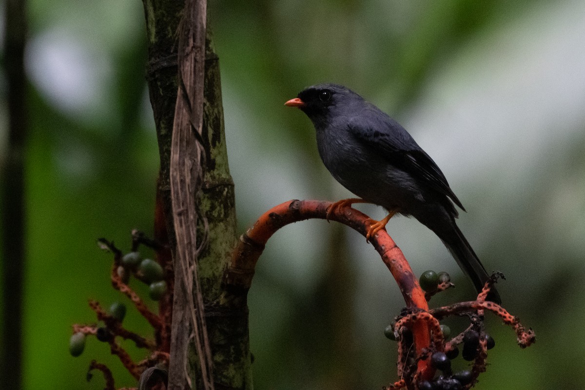 Black-faced Solitaire - ML460284641