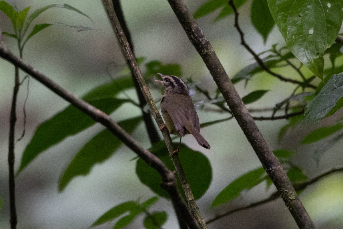 Costa Rican Warbler - ML460284661