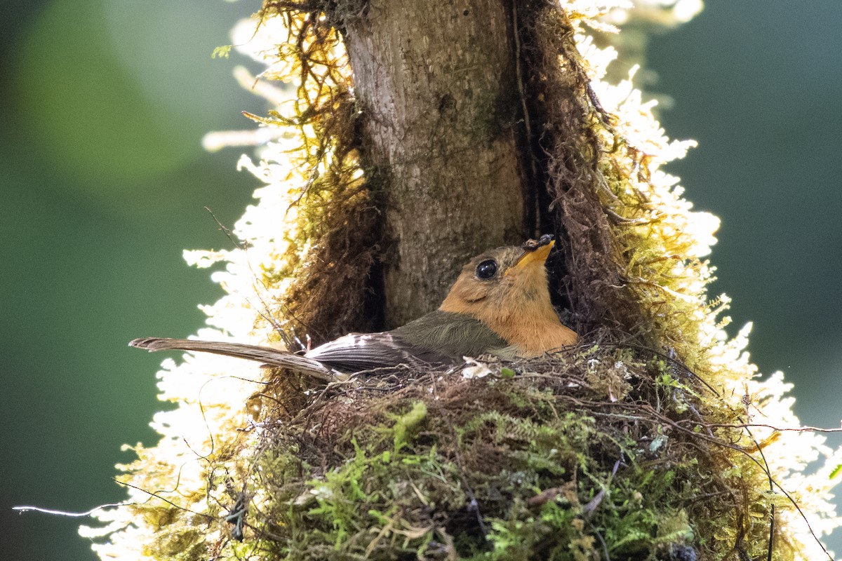 Tufted Flycatcher - ML460287021