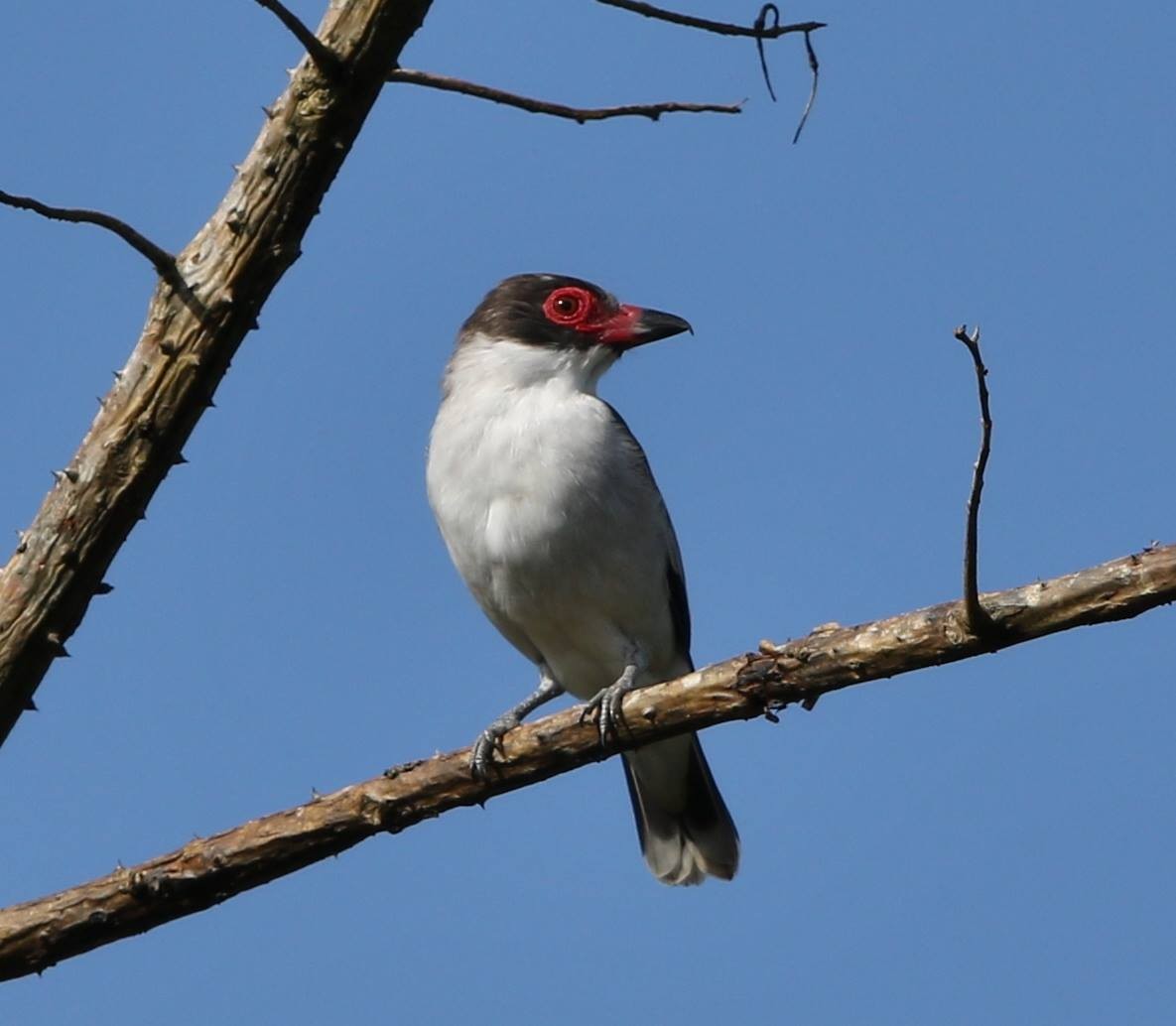 Masked Tityra - ML46028711