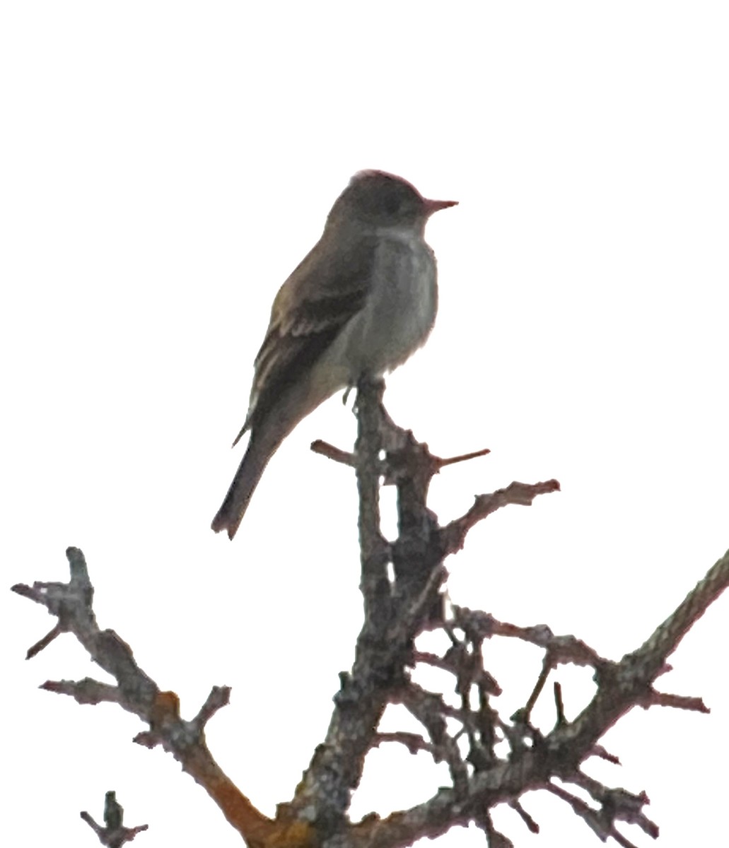 Western Wood-Pewee - ML460287791