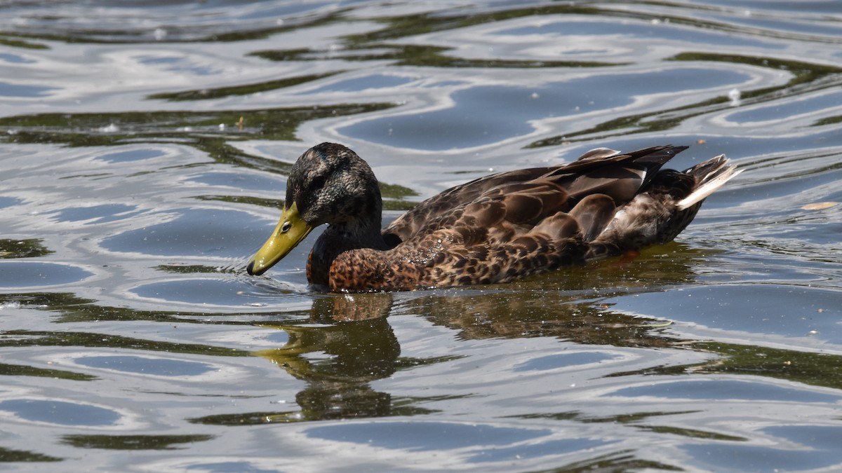 American Black Duck - ML460288441