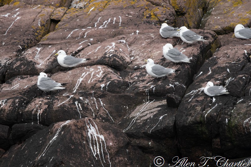 Gaviota Tridáctila - ML460289081