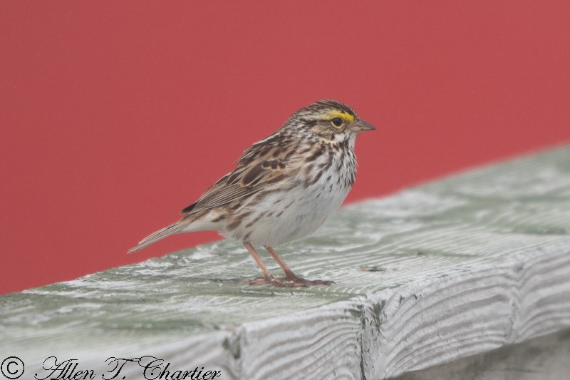 Savannah Sparrow - ML460290341