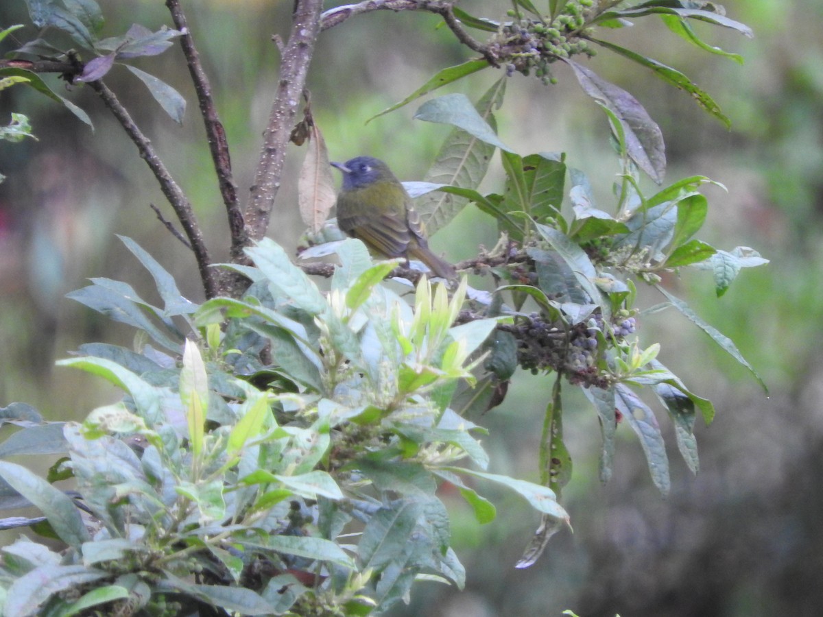 Streak-necked Flycatcher - ML460290691