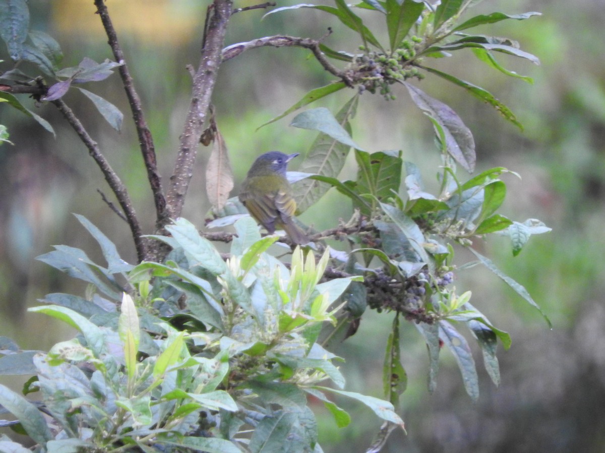 Streak-necked Flycatcher - ML460290711