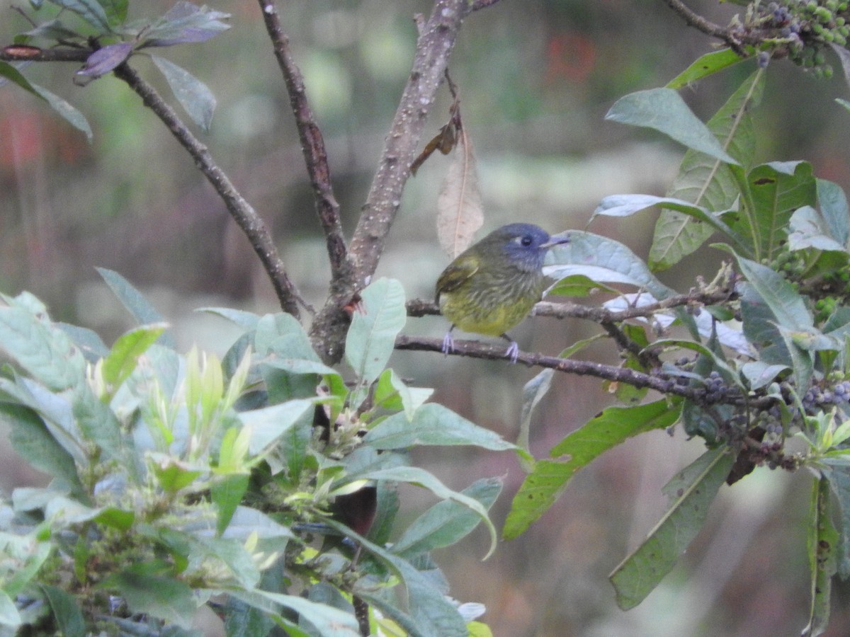 Streak-necked Flycatcher - ML460290721