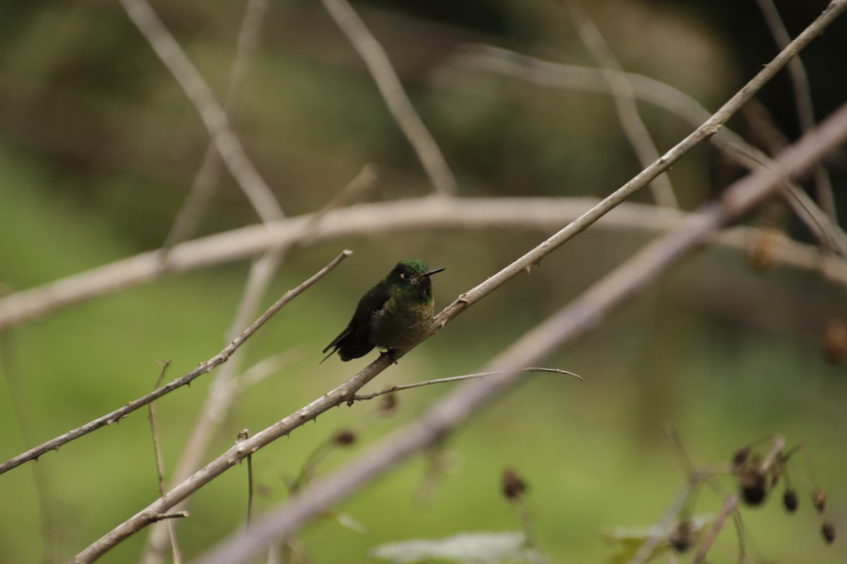 kolibřík dřišťálový - ML460290861