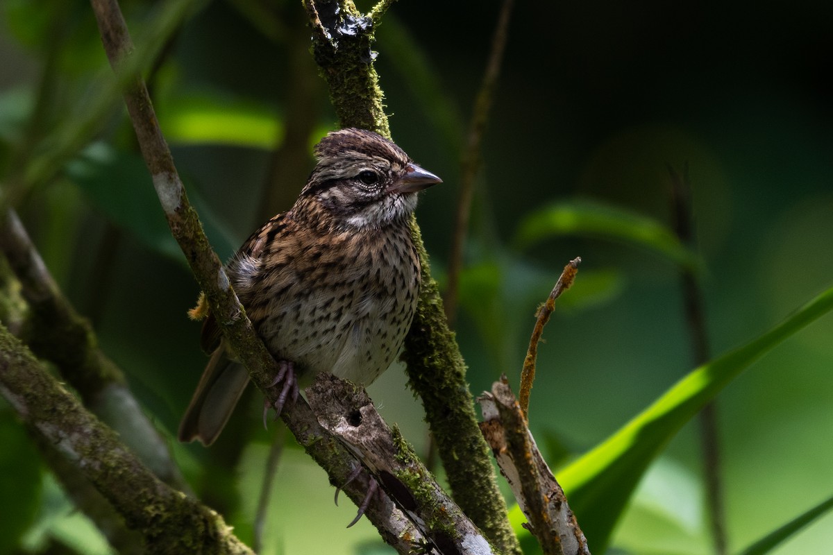 Rufous-collared Sparrow - ML460290951
