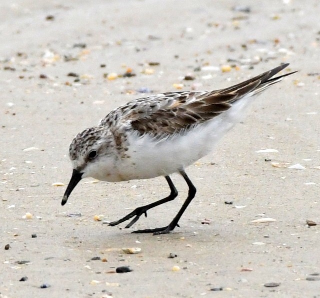 Red-necked Stint - ML460292481