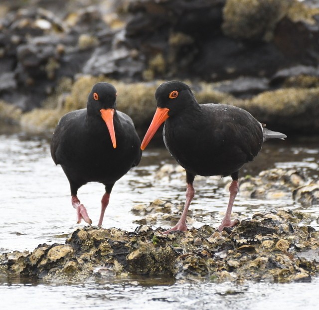 Sooty Oystercatcher - ML460292821