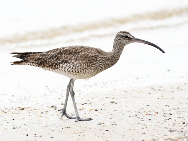 Whimbrel - Leslie Holzmann