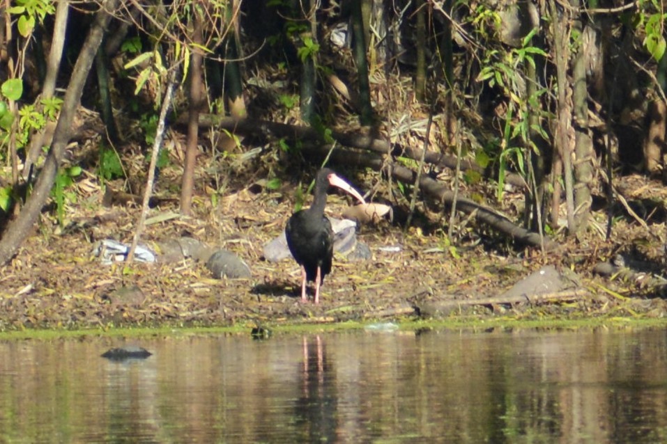 ibis tmavý - ML460294051