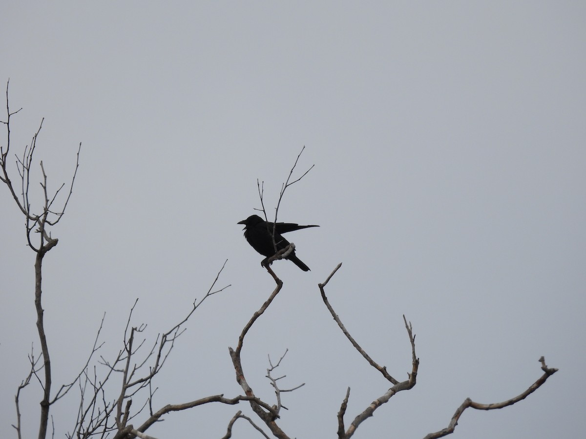 blackbird sp. - ML460294791