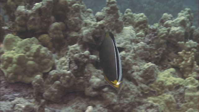 Barcheek unicornfish - ML460295