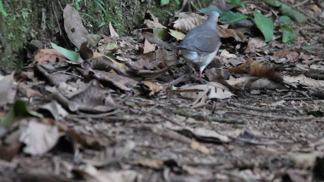 Gray-fronted Dove - ML460296091