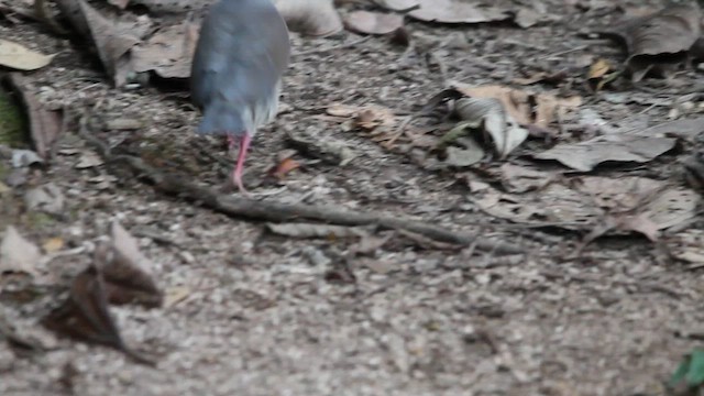 Gray-fronted Dove - ML460296201