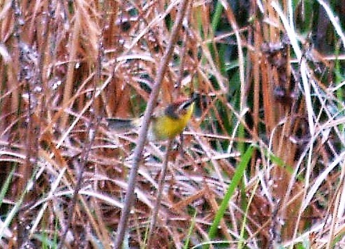 Rufous-capped Warbler - ML460296881