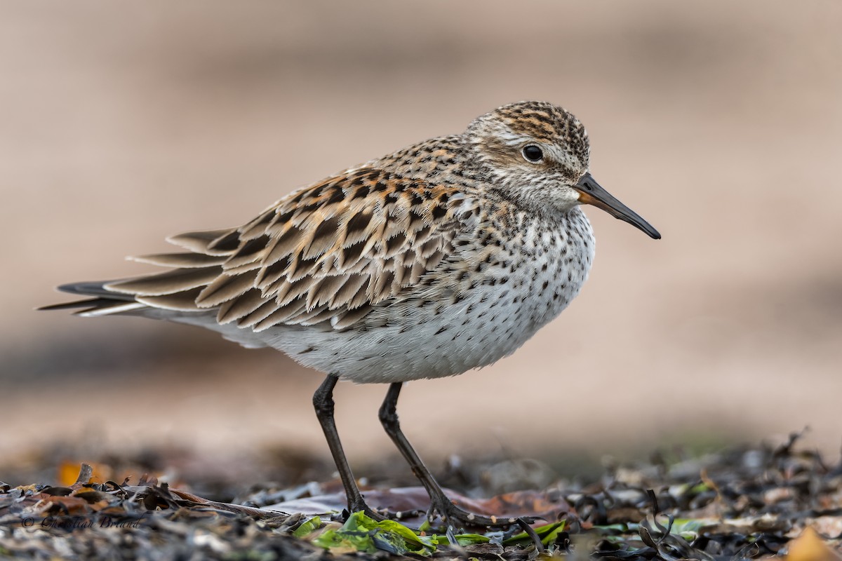 bonapartesnipe - ML460297461