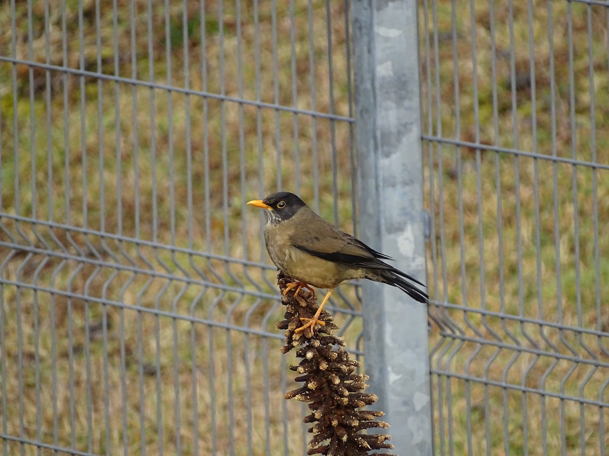 Austral Thrush - ML460298571