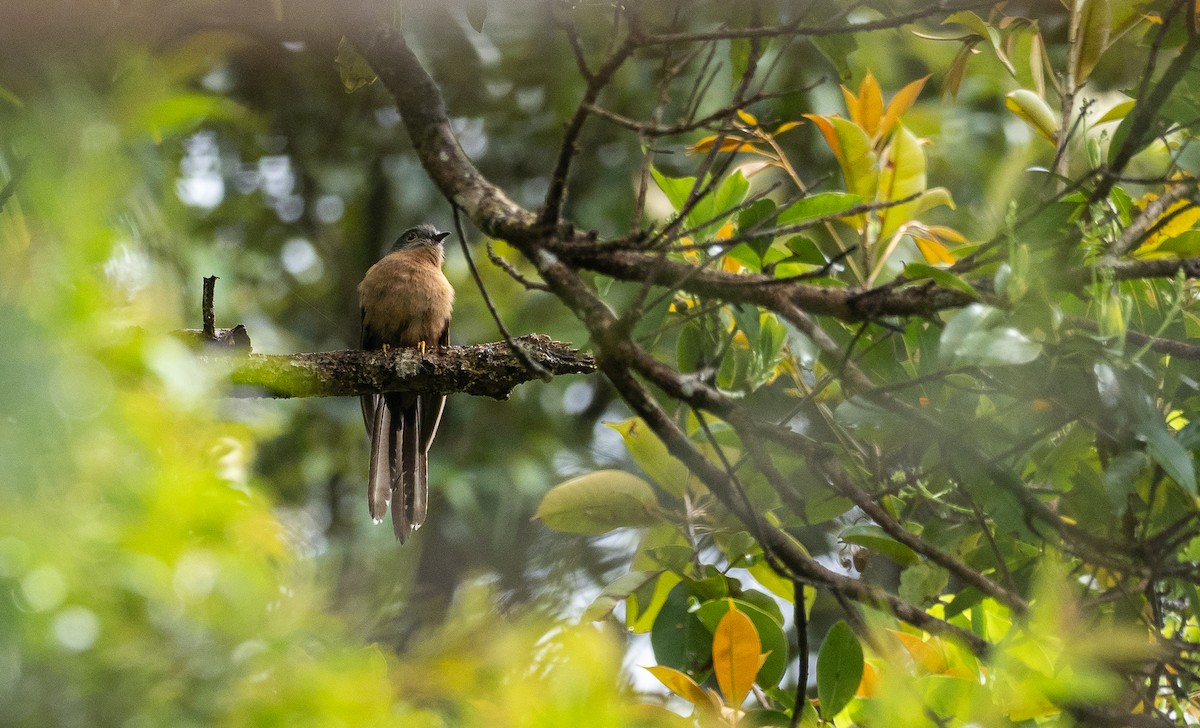 kukačka pískavá (ssp. sepulcralis/everetti) - ML460301491