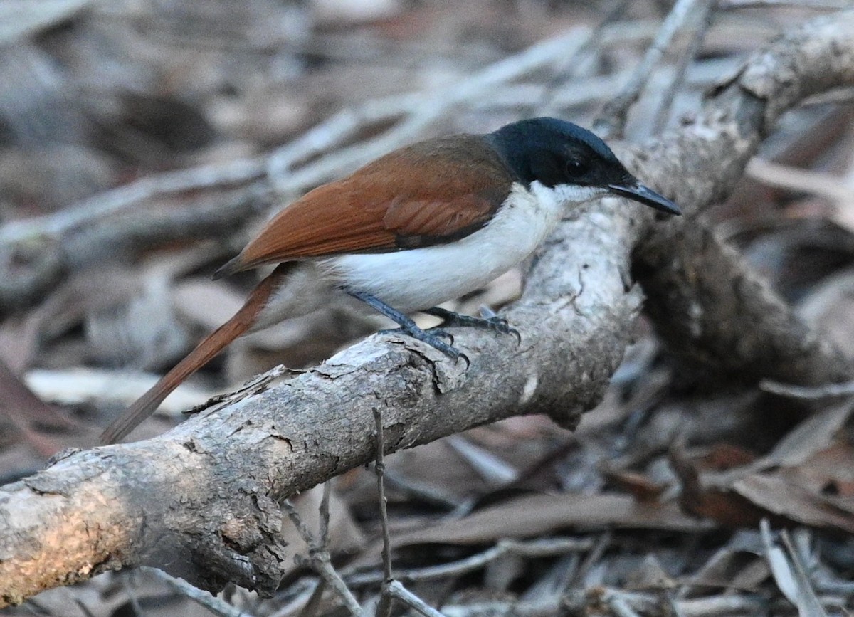 Shining Flycatcher - ML460302341