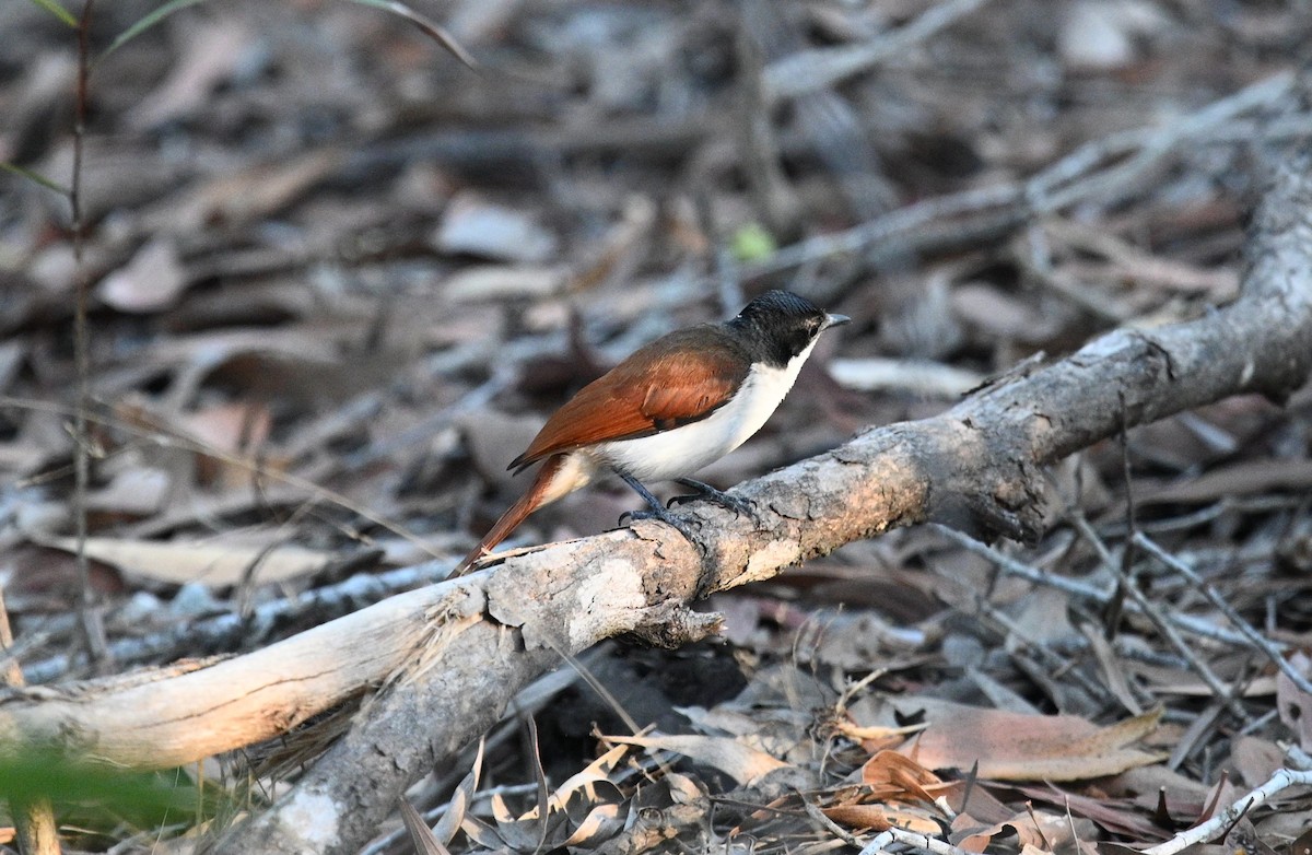 Shining Flycatcher - ML460302351