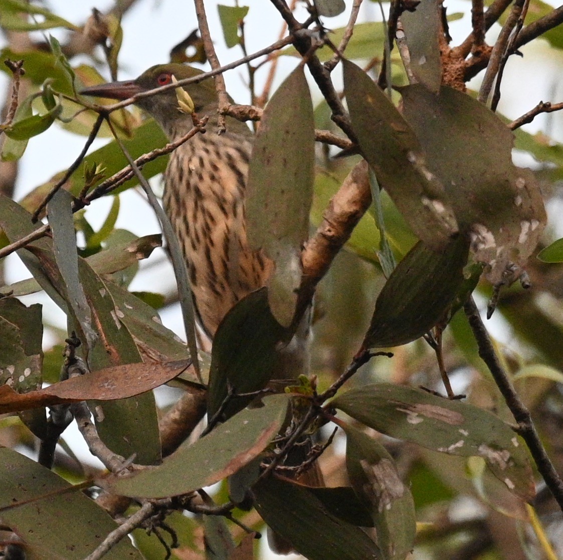 Oropéndola Estriada - ML460302851