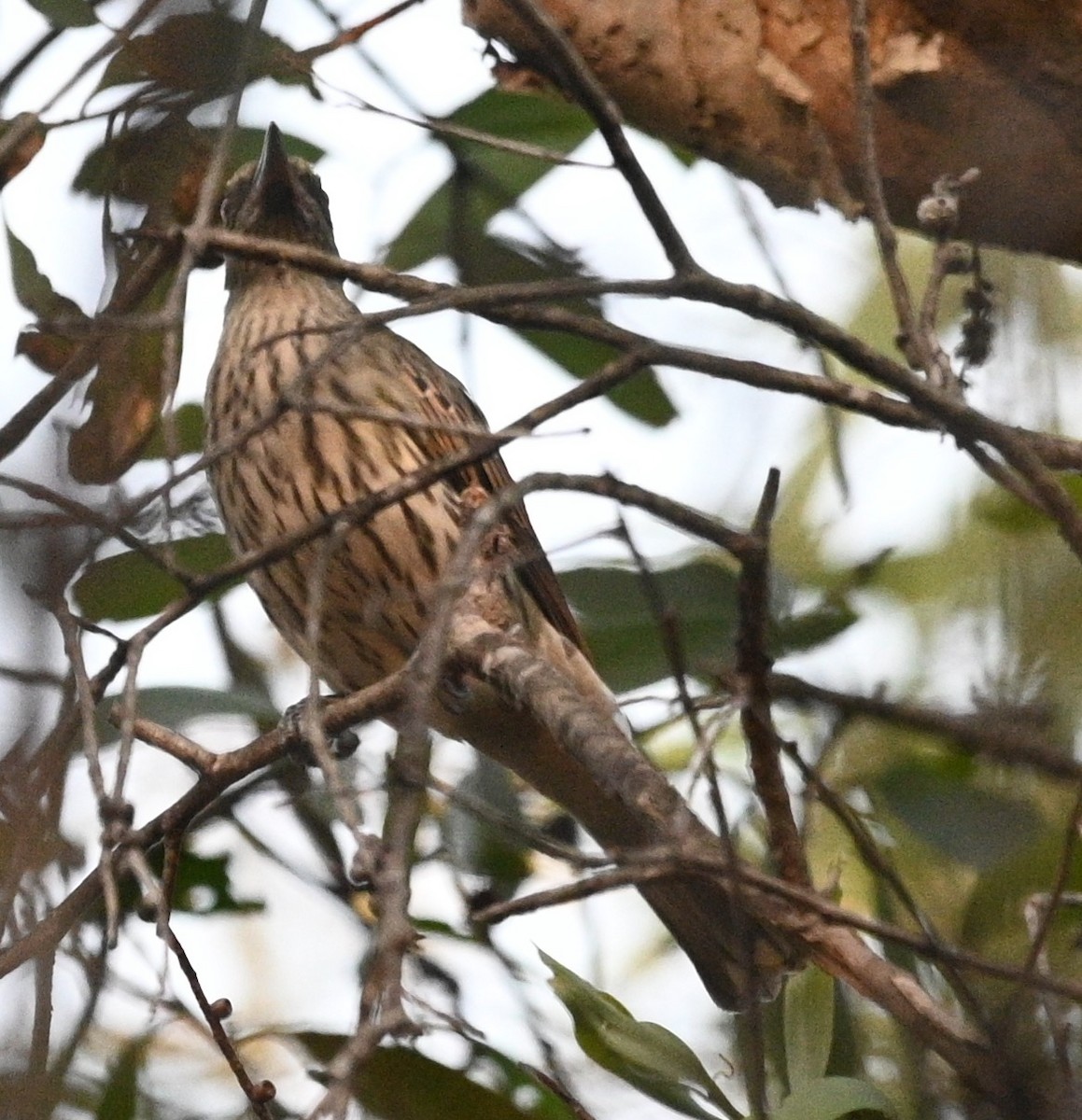 Oropéndola Estriada - ML460302861