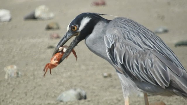 Yellow-crowned Night Heron - ML460303131