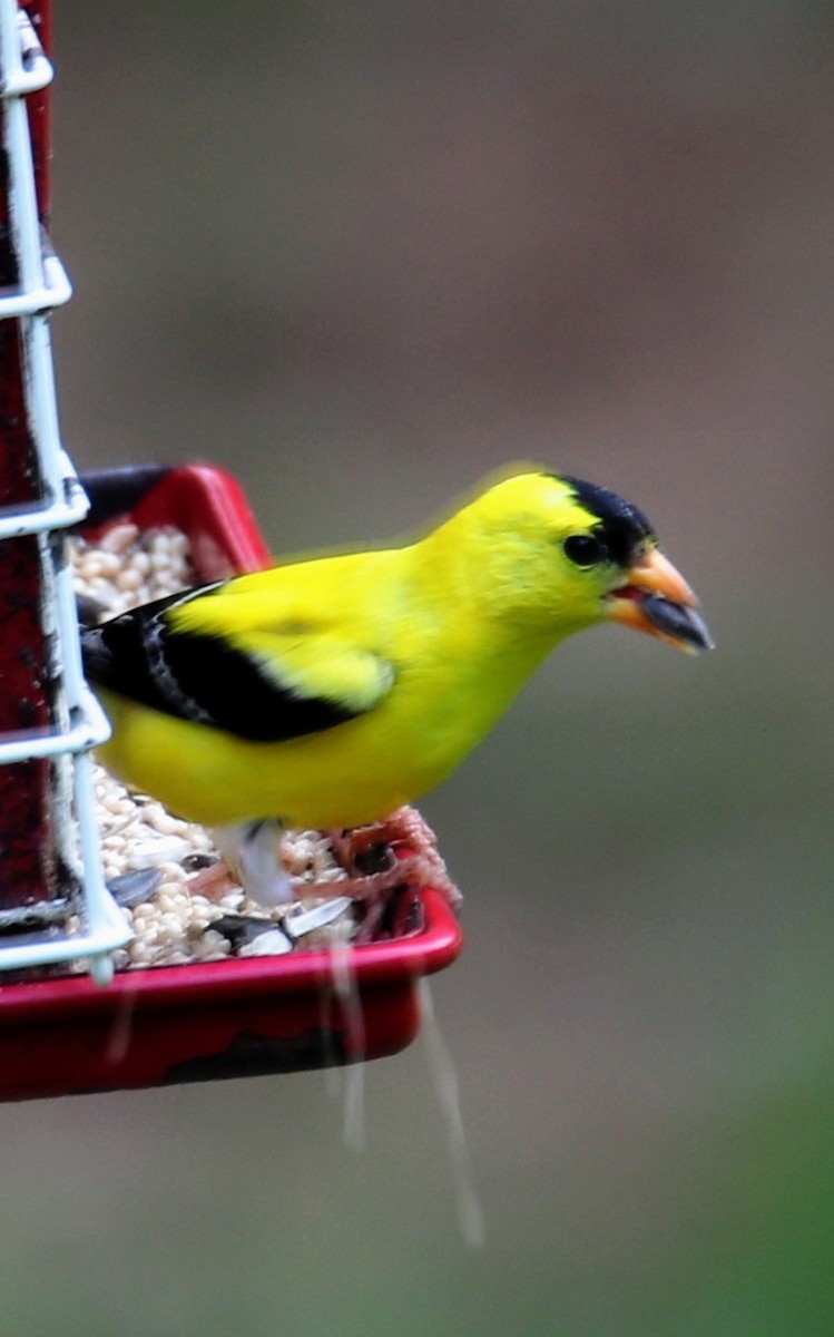 American Goldfinch - ML460303141