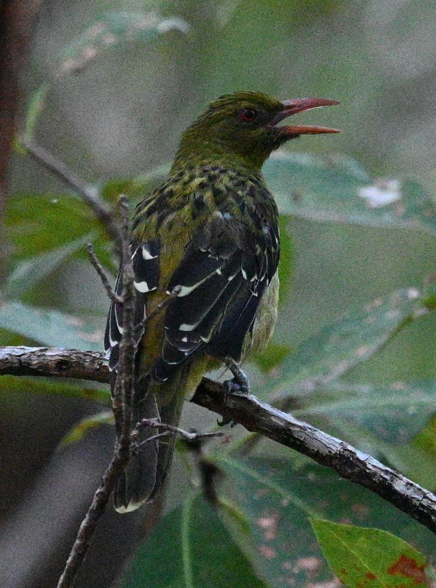 Olive-backed Oriole - ML460303181