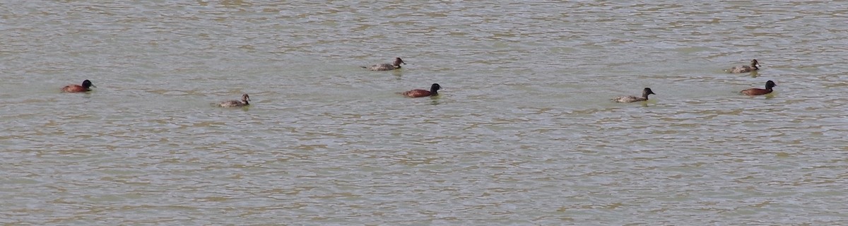 Blue-billed Duck - ML460303501