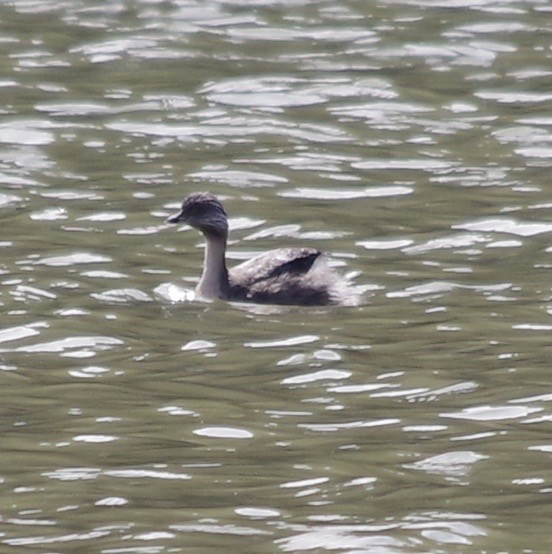 Hoary-headed Grebe - ML460303511