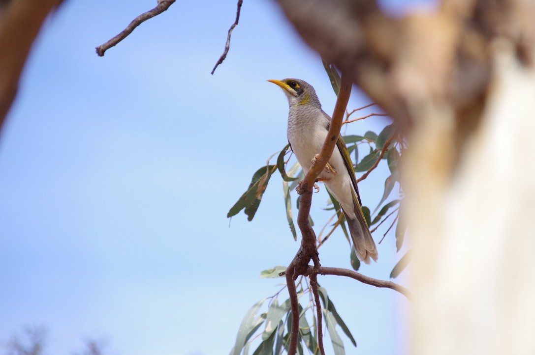 Yellow-throated Miner - ML460303521