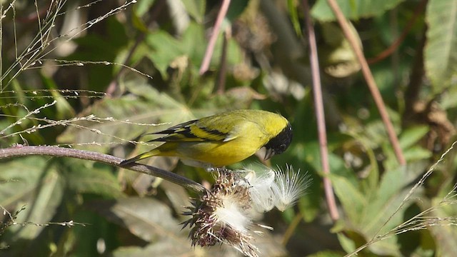 Hooded Siskin - ML460304501