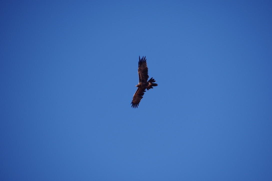 Águila Audaz - ML460304751