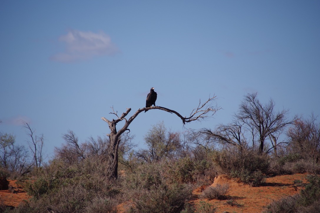 Wedge-tailed Eagle - ML460304781