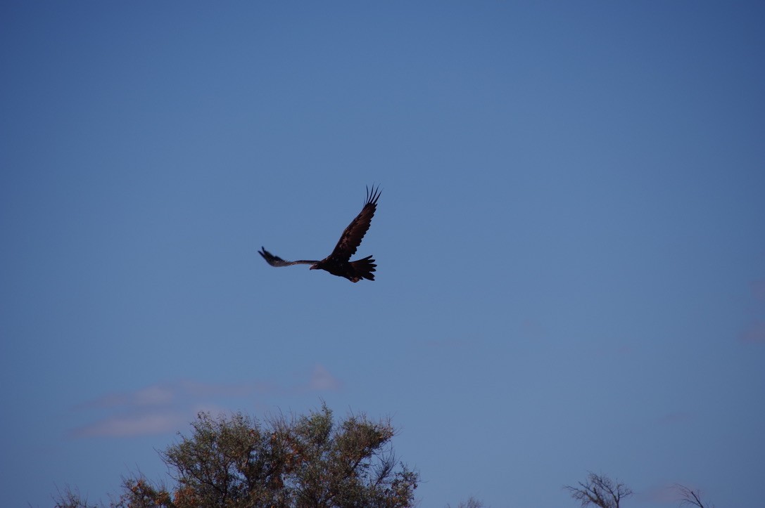 Wedge-tailed Eagle - Max Weatherall