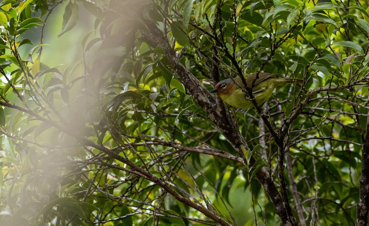 Chestnut-faced Babbler - ML460304851