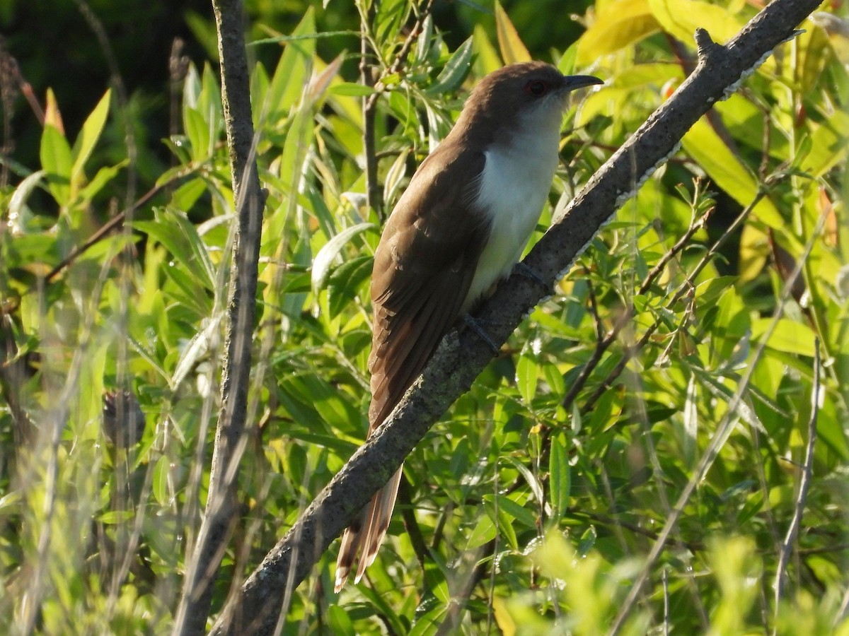 Black-billed Cuckoo - ML460304871