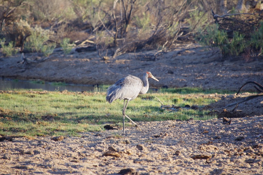 Brolga - Max Weatherall