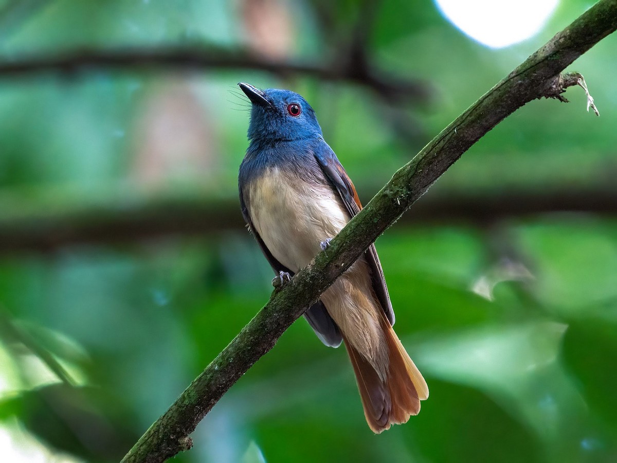 Rufous-winged Philentoma - VY Ozdinosaur