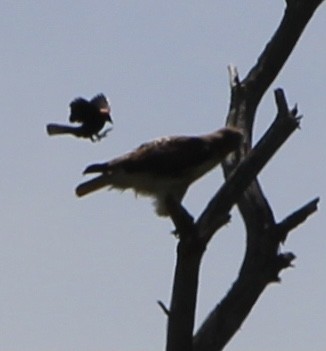 Red-tailed Hawk - ML460307431