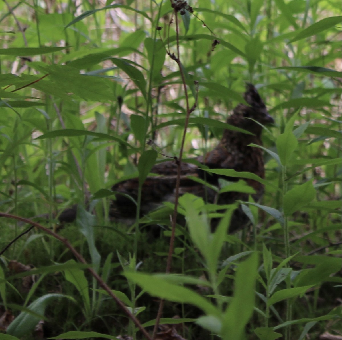 Ruffed Grouse - ML460307981