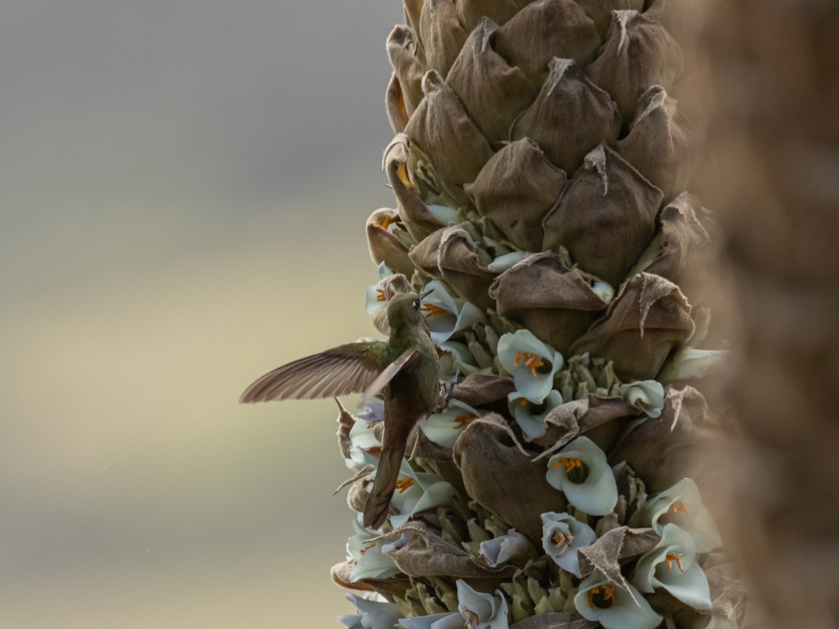 Bronze-tailed Thornbill - ML460308671