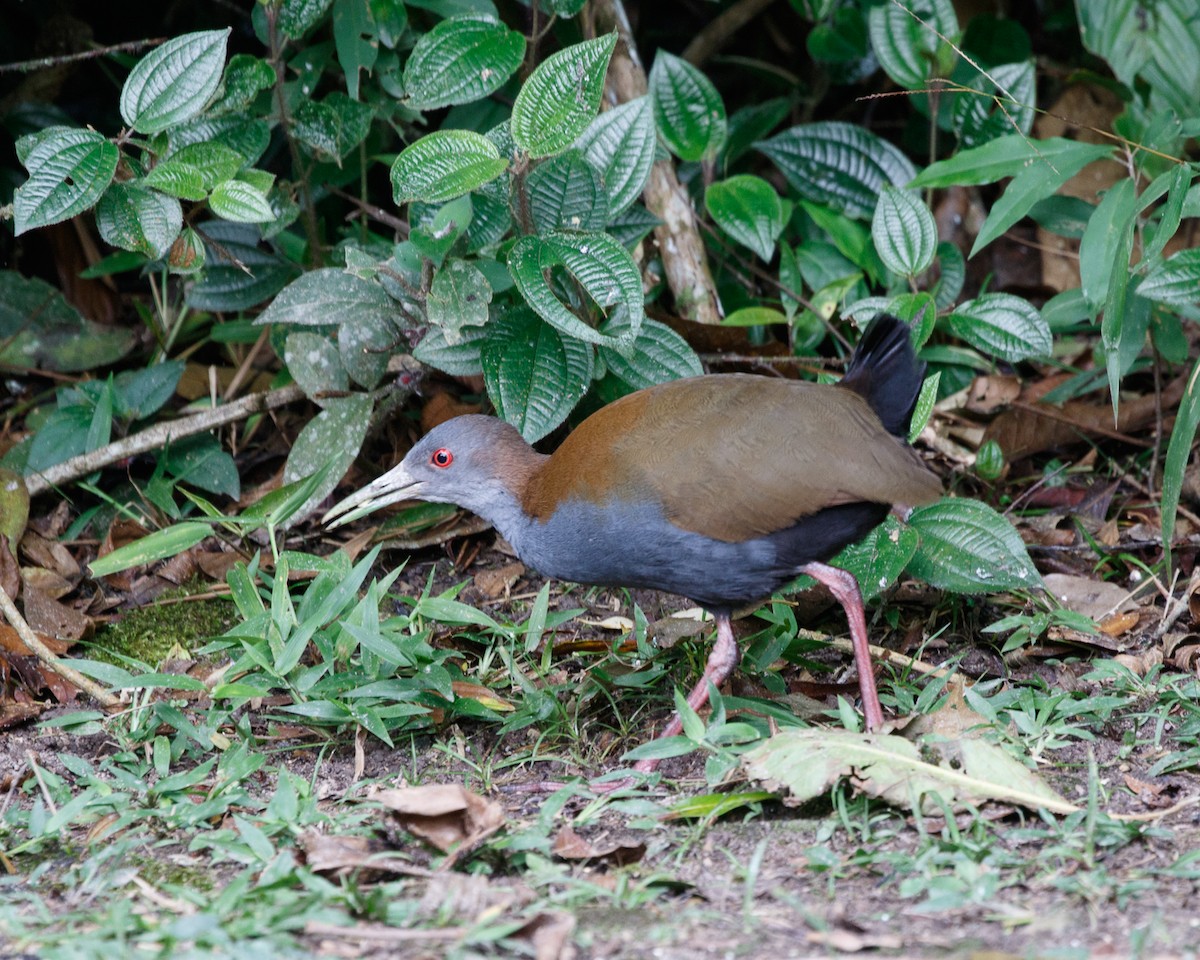 Slaty-breasted Wood-Rail - ML460308901