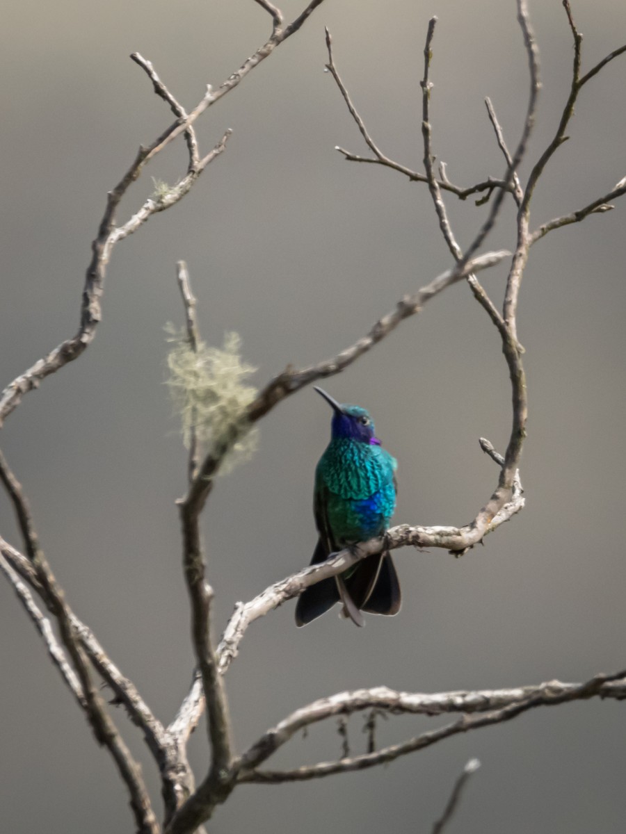 Colibrí Rutilante - ML460309131