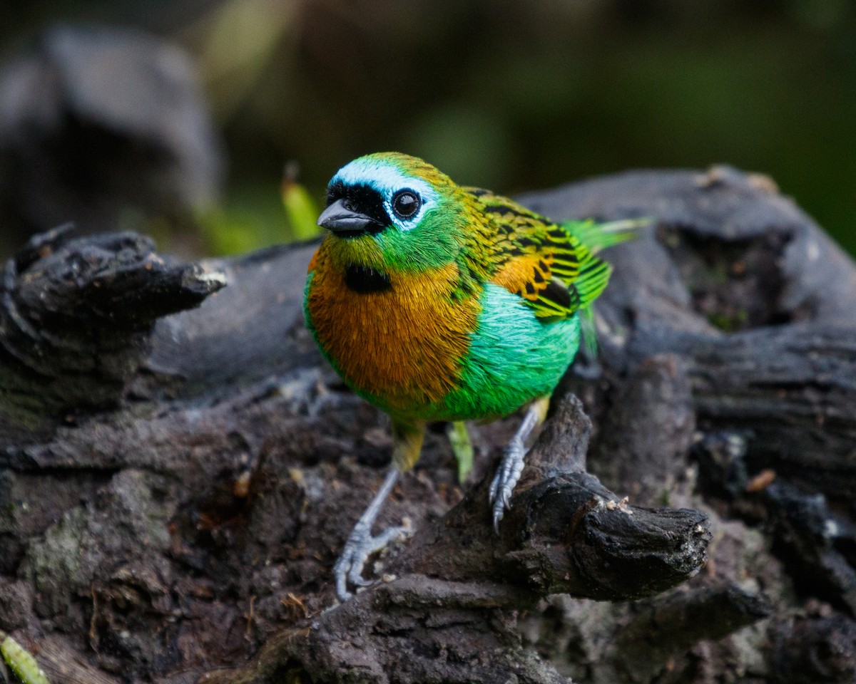 Brassy-breasted Tanager - ML460309411